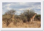 18TarangirePMGameDrive - 23 * Giraffe.